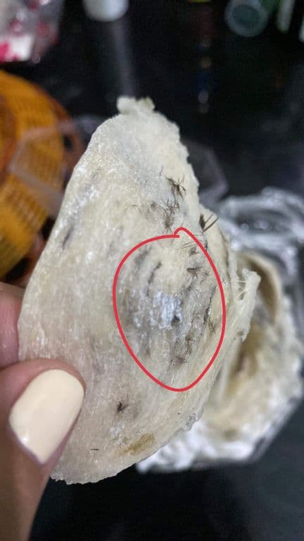 Vào ngày 29-11 bảo dưỡng - hái tổ và vệ sinh - 2